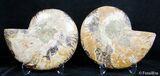Inch Split Ammonite Pair #2620-2